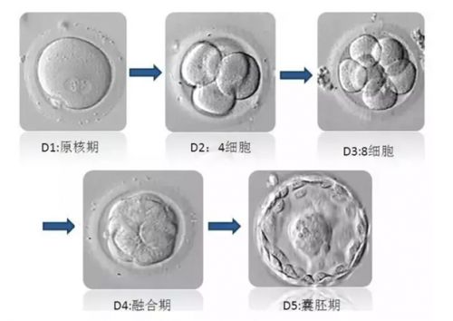 第三代借卵试管婴儿的成功几率