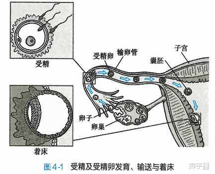 顶级体外循环医院