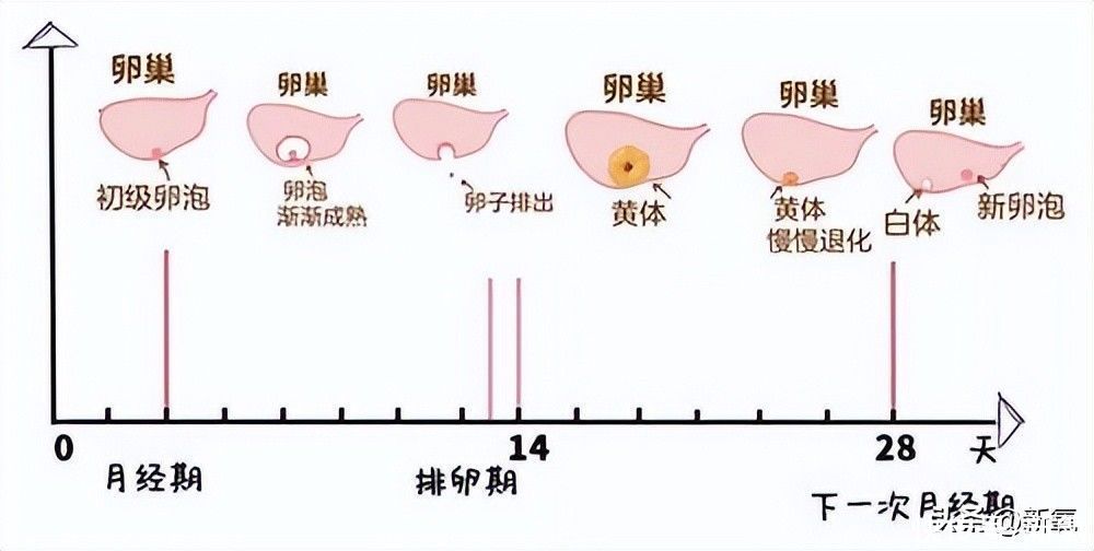 惠州哪家医院可以做借卵供卵试管婴儿借卵试管费用和成功率如何