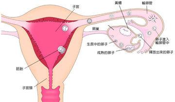 试管失败后自然怀孕